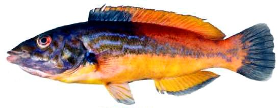 Labrus mixtus_000008